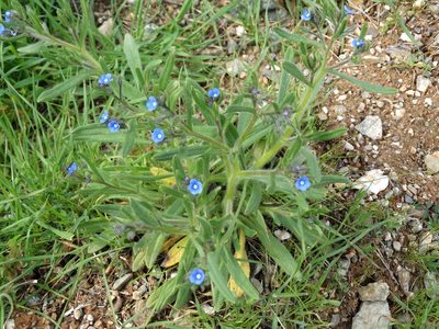 Gastrocotyle macedonica, photographed by Kostas Zontanos