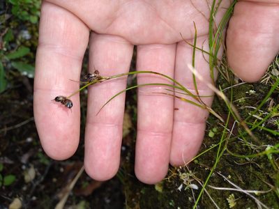 Juncus novae-zelandiae, photographed by Leon Perrie