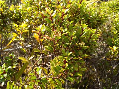 Gaultheria rupestris, photographed by Leon Perrie