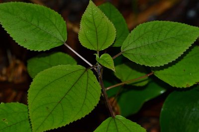 Pipturus albidus, photographed by kbkash