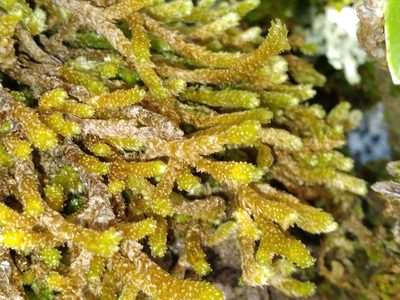 Cladomnion ericoides, photographed by Leon Perrie