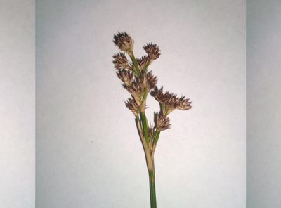 Juncus densiflorus, photographed by Leon Perrie