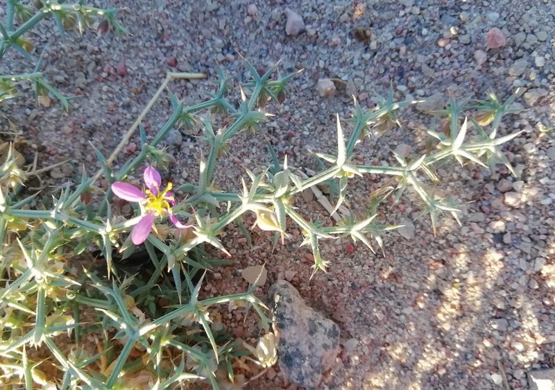 Zygophyllum bruguieri, photographed by ajott