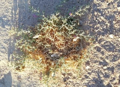 Zygophyllum bruguieri, photographed by ajott