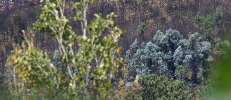 Eucalyptus cinerea, photographed by Tony Rebelo