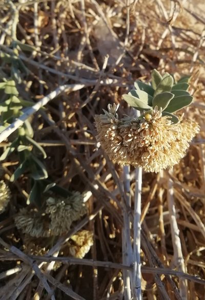 Solenostemma oleifolium, photographed by ajott