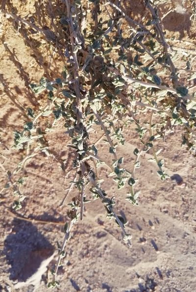 Heliotropium bacciferum, photographed by ajott