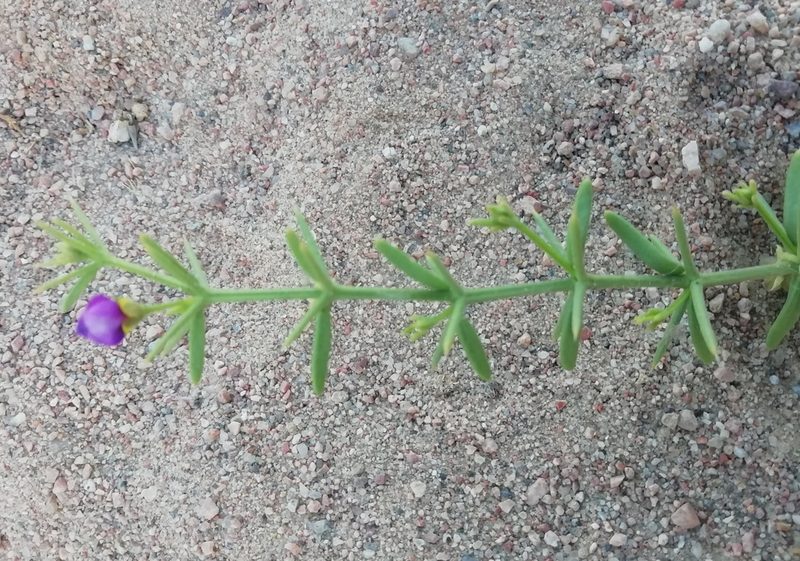 Zygophyllum arabicum, photographed by ajott