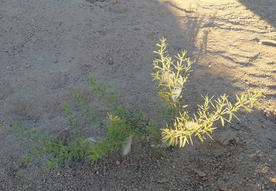 Zygophyllum arabicum, photographed by ajott