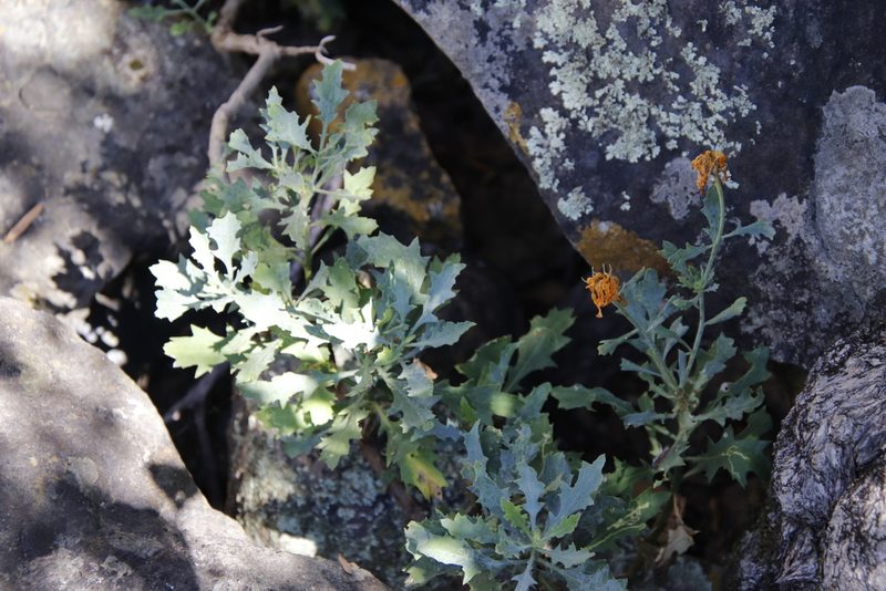 Dimorphotheca chrysanthemifolia, photographed by Tony Rebelo