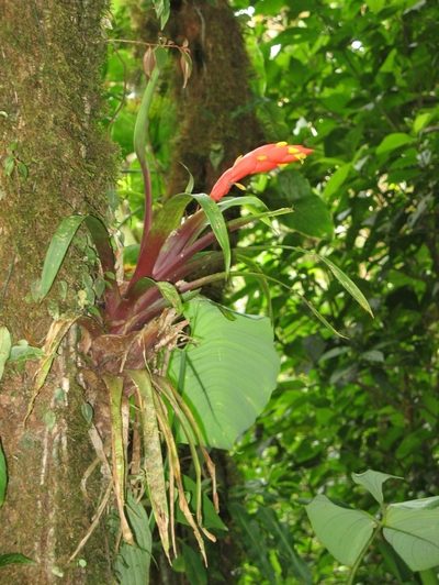 Guzmania nicaraguensis, photographed by Zac Peterson