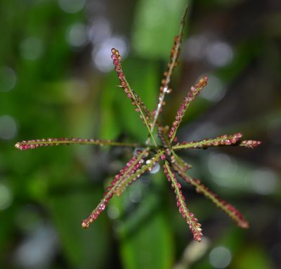 Paspalum paniculatum, photographed by kbkash