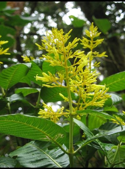 Palicourea lasiorrhachis, photographed by Zac Peterson