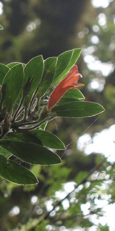 Columnea magnifica, photographed by Zac Peterson