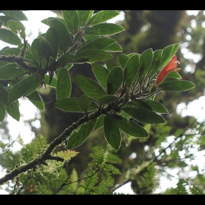 Columnea magnifica, photographed by Zac Peterson