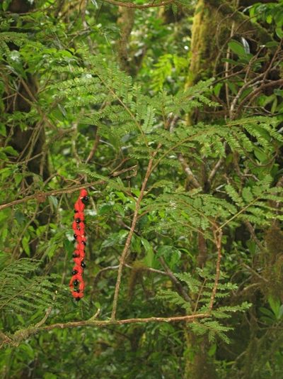 Cojoba costaricensis, photographed by Zac Peterson