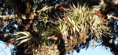 Tillandsia caloura, photographed by Jean-Paul Boerekamps