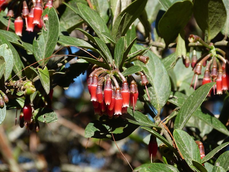 Macleania robusta, photographed by Jean-Paul Boerekamps