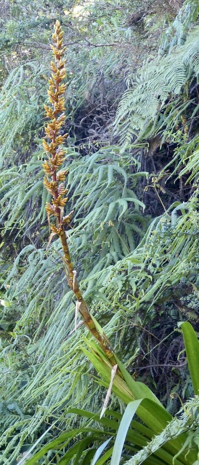 Cipuropsis hospitalis, photographed by Jean-Paul Boerekamps