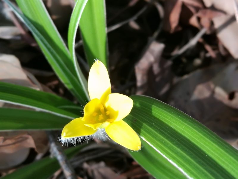Hypoxis stellipilis, photographed by chrishorak