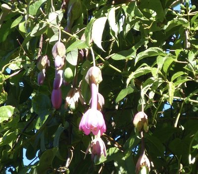 Passiflora cumbalensis, photographed by Jean-Paul Boerekamps