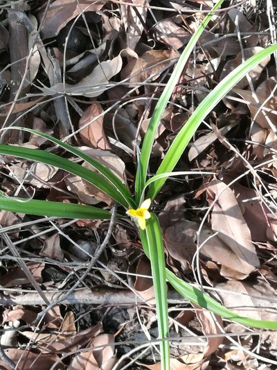 Hypoxis stellipilis, photographed by chrishorak