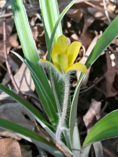 Hypoxis stellipilis, photographed by chrishorak