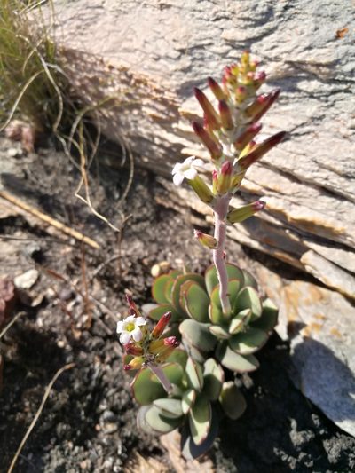 Adromischus sphenophyllus, photographed by chrishorak