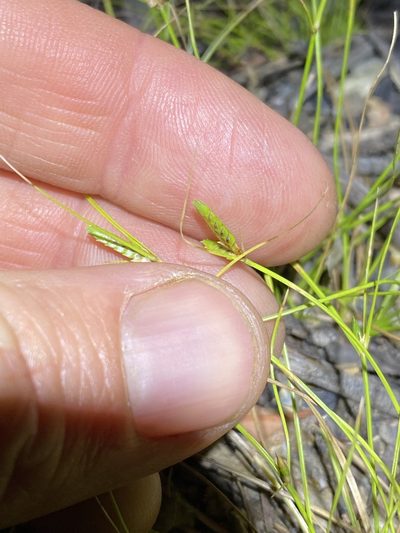 Cyperus gracilis, photographed by Greg Tasney