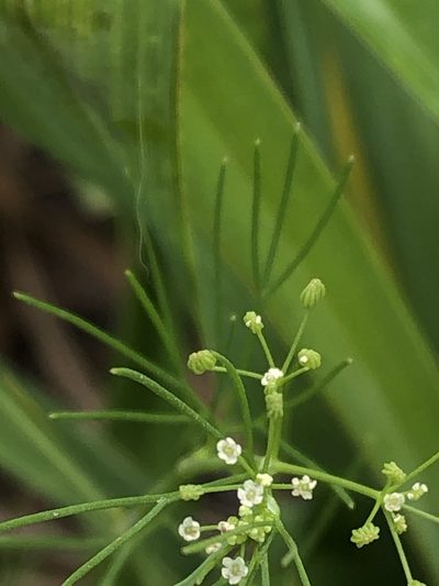Cyclospermum laciniatum, photographed by Antonio W. Salas