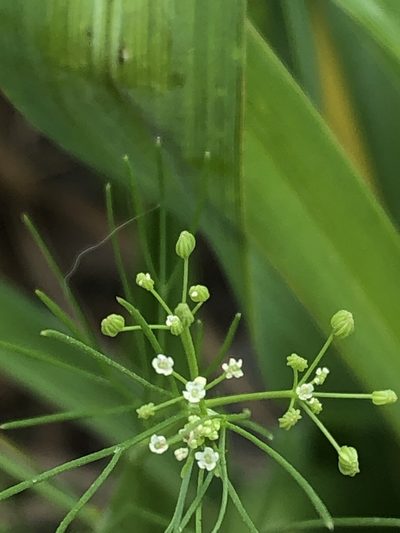 Cyclospermum laciniatum, photographed by Antonio W. Salas