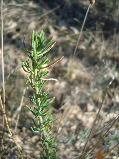 Santolina rosmarinifolia, photographed by Daniel Heras González