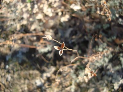 Cistus ocymoides, photographed by Daniel Heras González