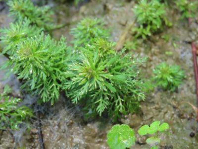 Limnophila sessiliflora, photographed by chiuluan