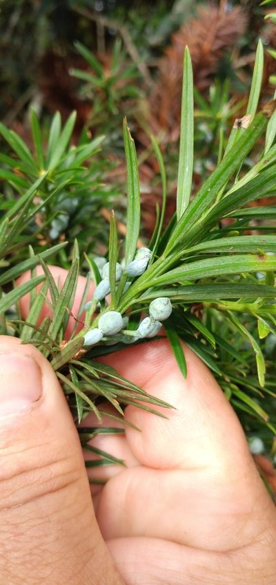 Podocarpus lambertii, photographed by Edson Luis Fabro Gasperin