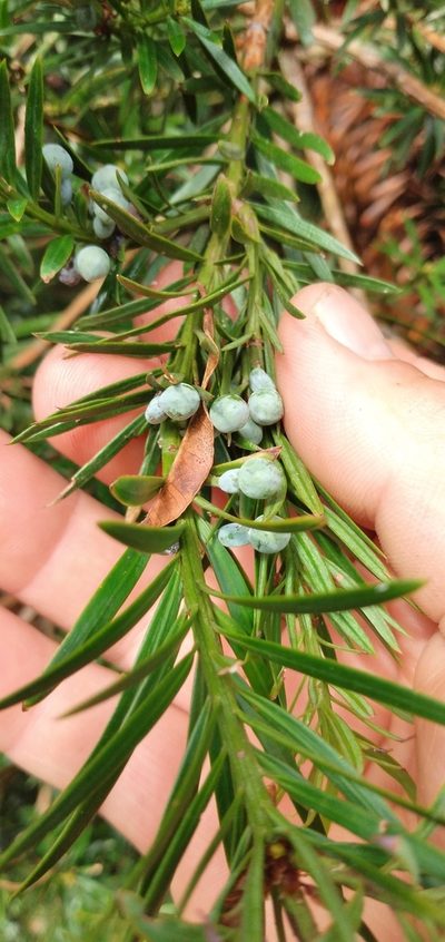 Podocarpus lambertii, photographed by Edson Luis Fabro Gasperin