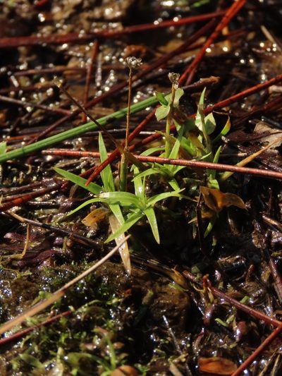 Eriocaulon truncatum, photographed by chiuluan