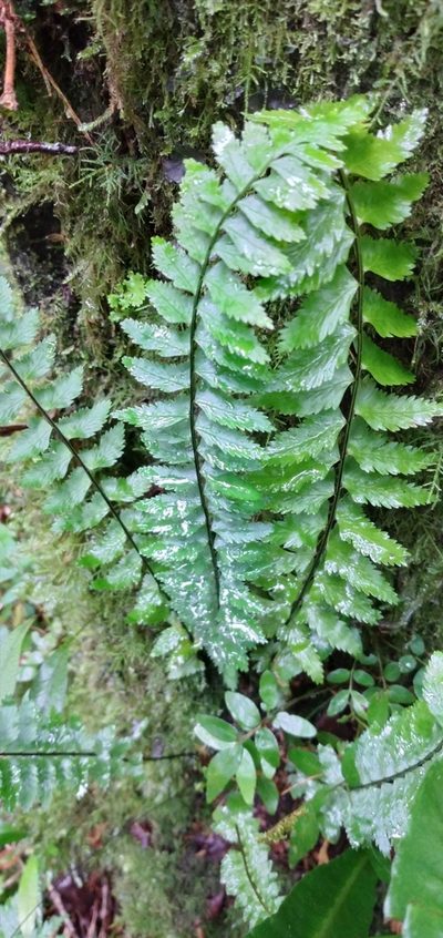 Asplenium harpeodes, photographed by Edson Luis Fabro Gasperin