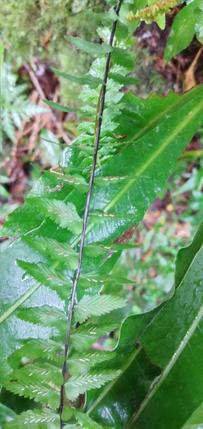 Asplenium harpeodes, photographed by Edson Luis Fabro Gasperin