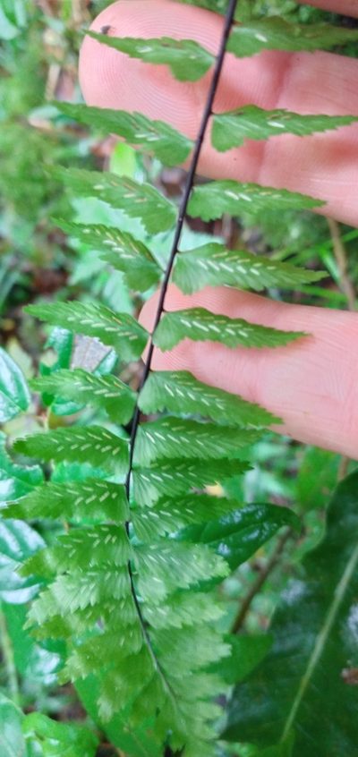 Asplenium harpeodes, photographed by Edson Luis Fabro Gasperin