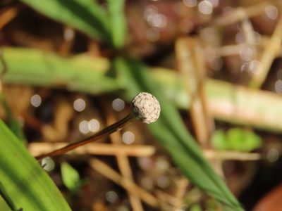 Eriocaulon sexangulare, photographed by chiuluan