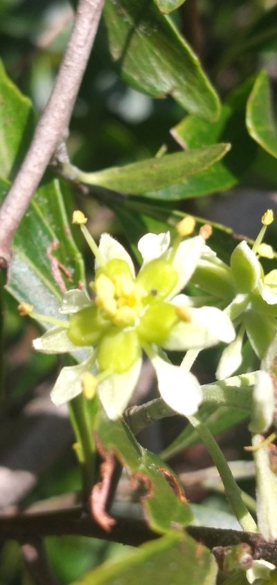 Quillaja lancifolia, photographed by Edson Luis Fabro Gasperin