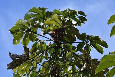 Cecropia obtusifolia, photographed by adel-fridus