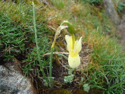 Narcissus triandrus, photographed by Daniel Heras González