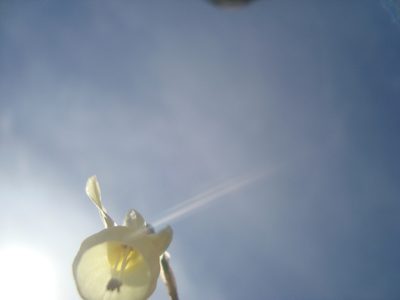 Narcissus triandrus, photographed by Daniel Heras González