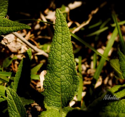 Aristeguietia salvia, photographed by Nicolás Villaseca Merino