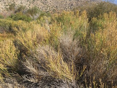 Baccharis sergiloides, photographed by W. Terry Hunefeld