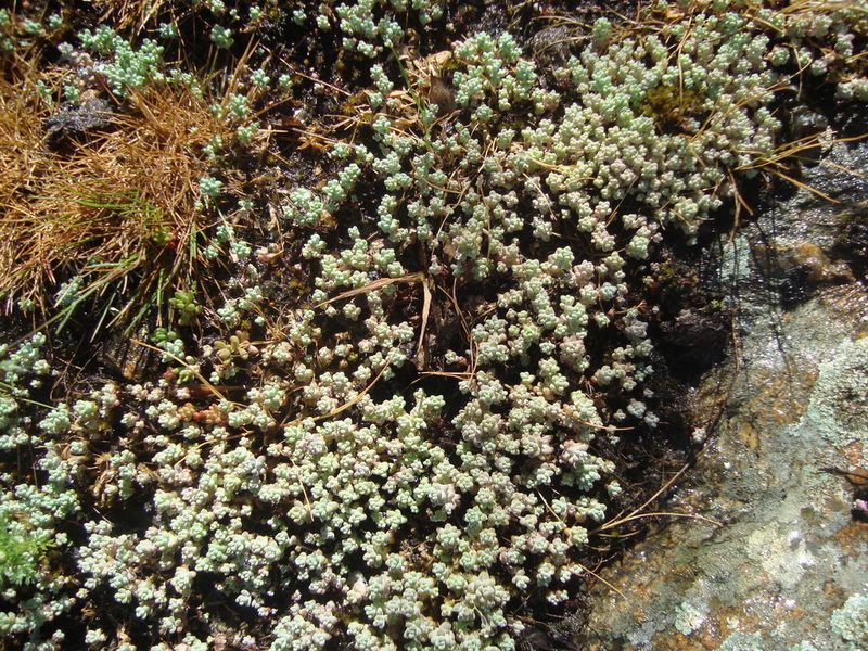 Sedum pedicellatum, photographed by Daniel Heras González