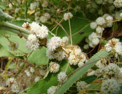 Cuscuta approximata, photographed by Юрий Данилевский (Yuriy Danilevsky)