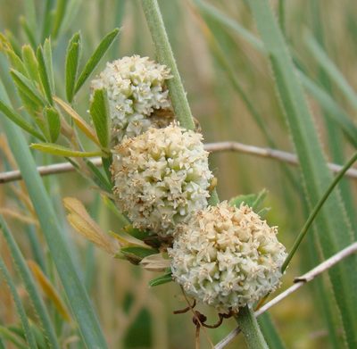 Cuscuta approximata, photographed by Юрий Данилевский (Yuriy Danilevsky)